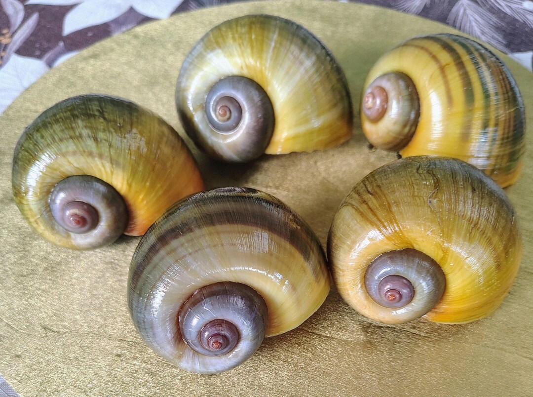 5 Apple Snail Shells – Natural Coastal Decor, Aquarium, Terrarium ...