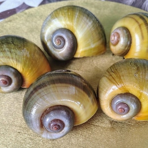 5 Apple Snail Shells – Natural Coastal Decor, Aquarium, Terrarium, Ocean Crafts,