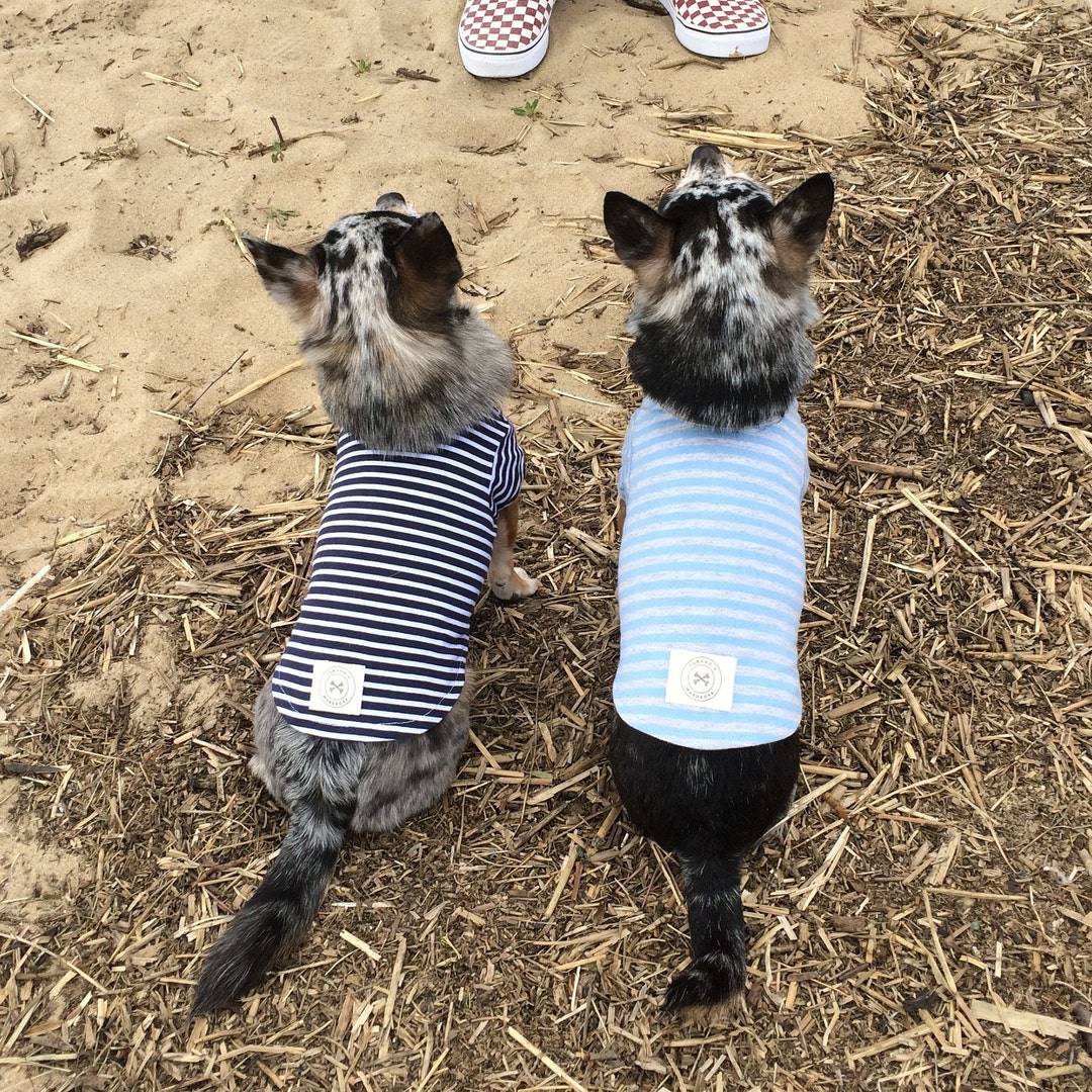 Baby Blue and Grey Stripe Tshirt for Dogs, Small Dog Tshirt, Dog