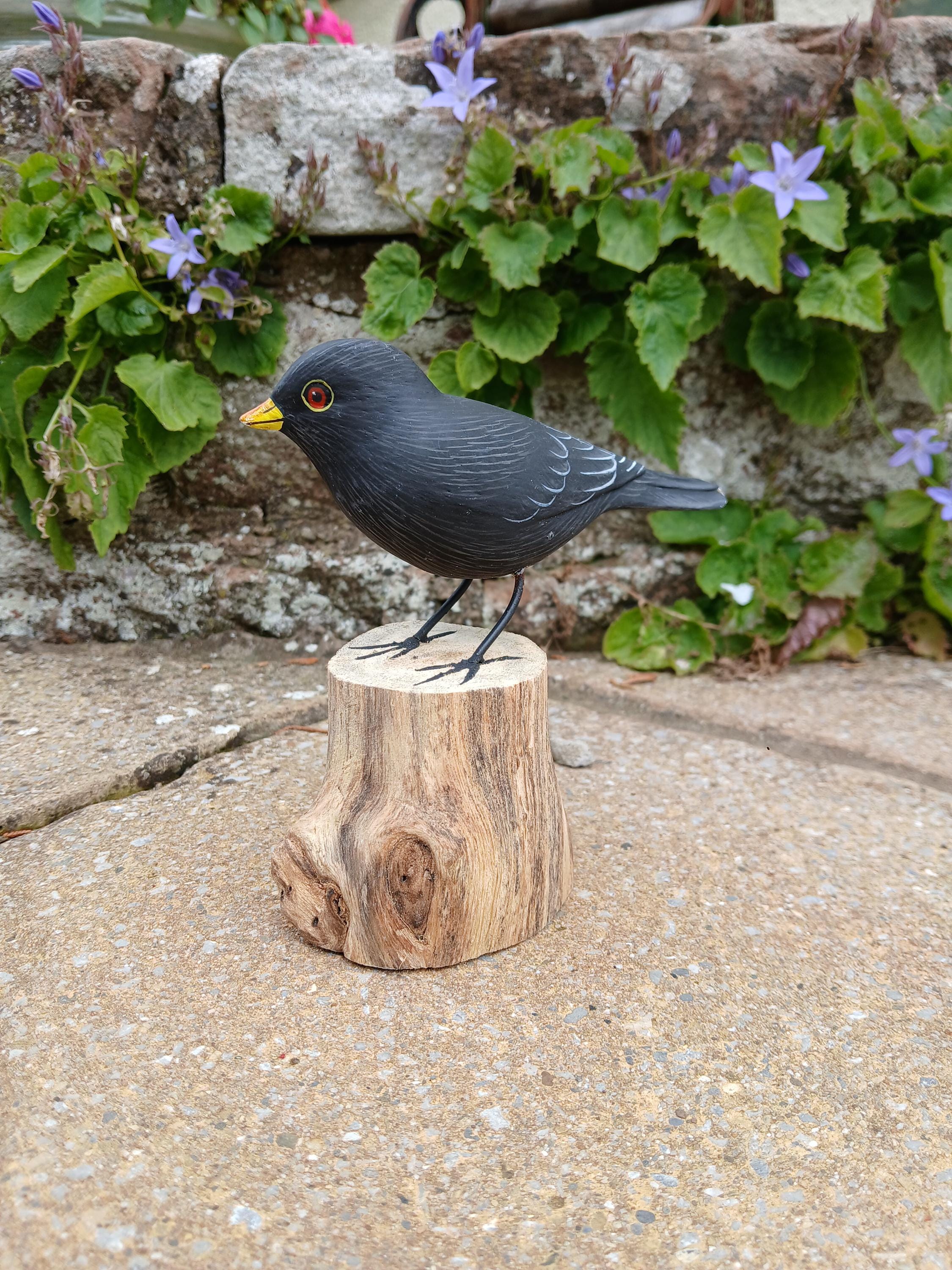 Eurasian Blackbird - Etsy