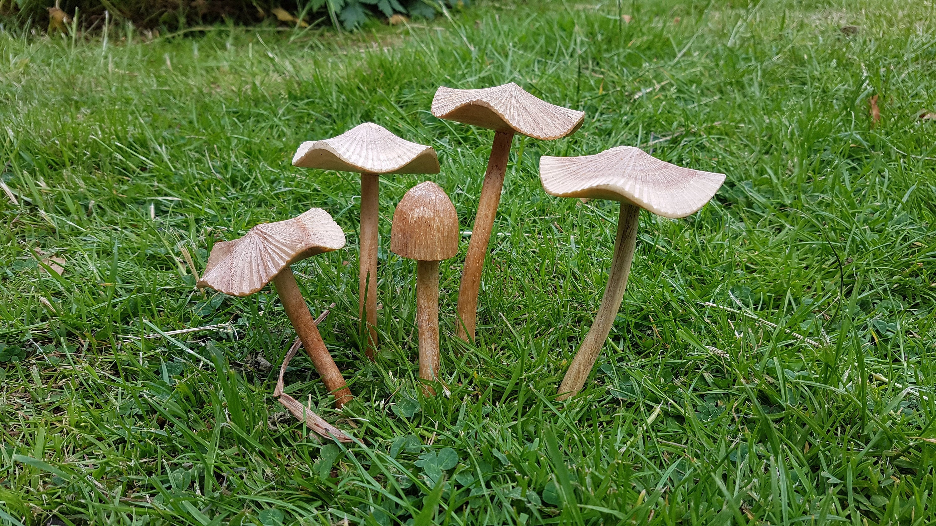 Wooden Mushrooms with parasite wood