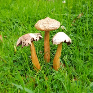 Wooden Fairy Garden Mushroom set.