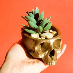 SKULL PLANTER Human skull planter  skull succulent planter skull pots Hanging skull planter Gothic Home Halloween skull TheSKULL