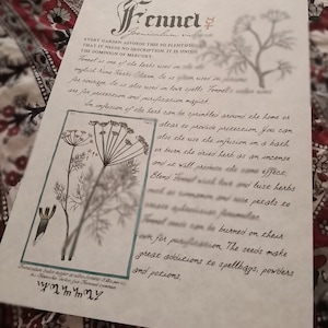 Pode incluir: Uma ilustração botânica vintage de funcho, uma erva usada em feitiços de amor e para proteção. O texto descreve seus usos na magia e menciona sua associação com o planeta Mercúrio.