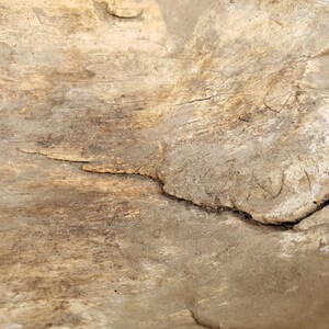 K&ouml;nnte beinhalten: Nahaufnahme einer verwitterten Holzschale mit einem Riss, der durch den Boden verl&auml;uft. Die Schale ist hellbraun und hat eine raue Textur.