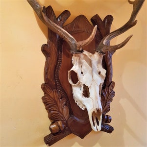 Big hunting trophy, Mounted horns, Vintage deer horns, Natural deer horn, Deer horn, Antique horns, Brown deer horn antlers with skull