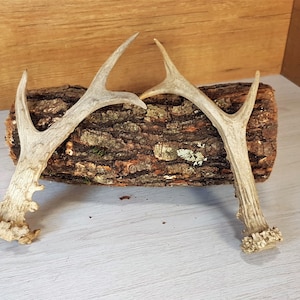 Ibex Horns,hand-painted Resin, Original Craftsmanship, 1/12 Scale - Etsy Ibex Horns,hand-painted Resin, Original Craftsmanship, 1/12 Scale - Etsy