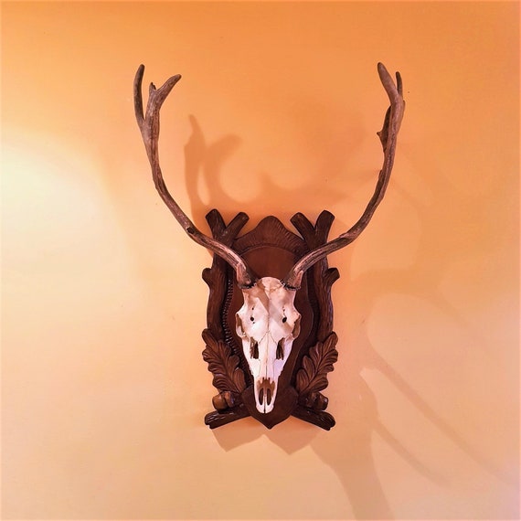 deer trophy