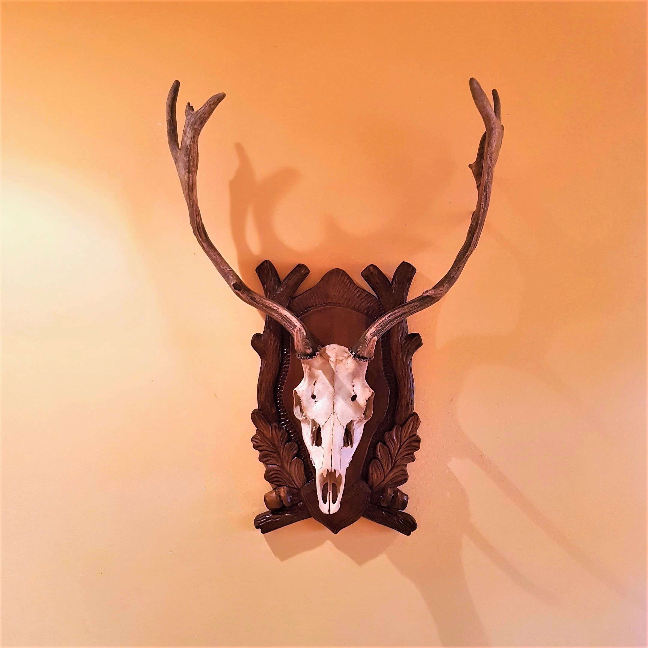 Vintage Deer Horns With Skull: Mounted Hunting Trophy - Etsy
