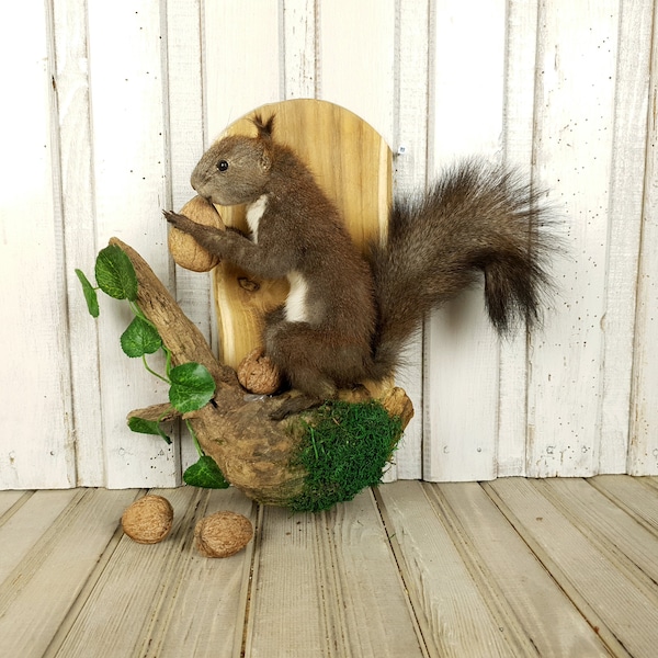 Taxidermy Squirrel Etsy