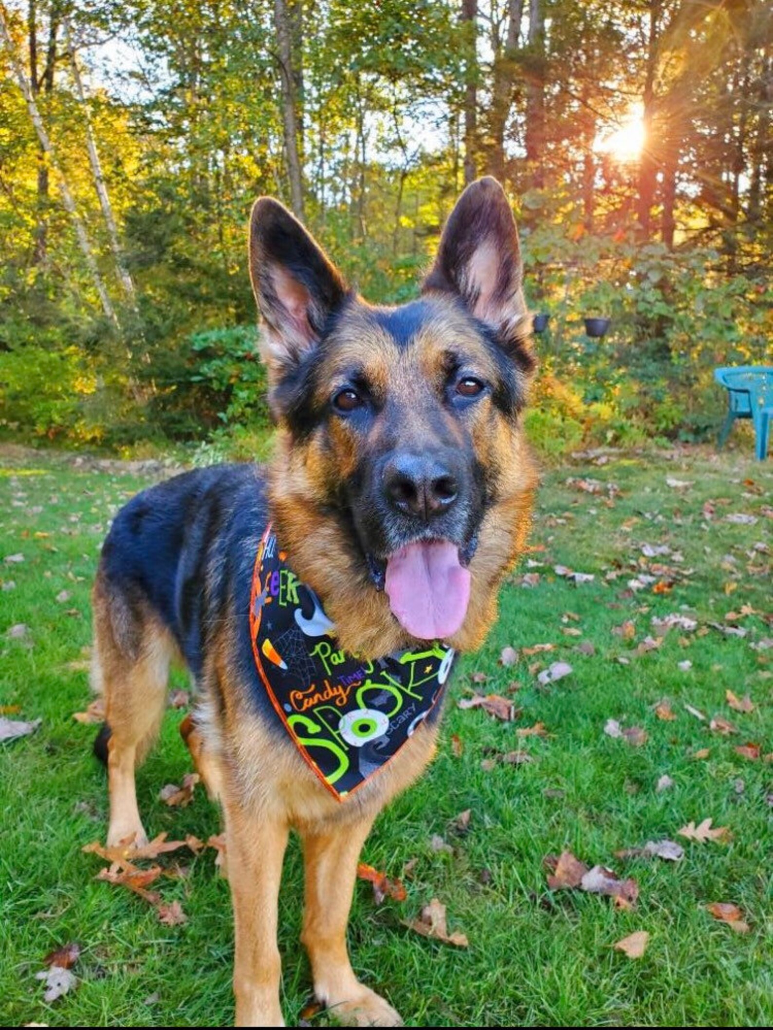 Halloween Tie on Dog Bandana Fall Dog Bandana Orange & Black Etsy