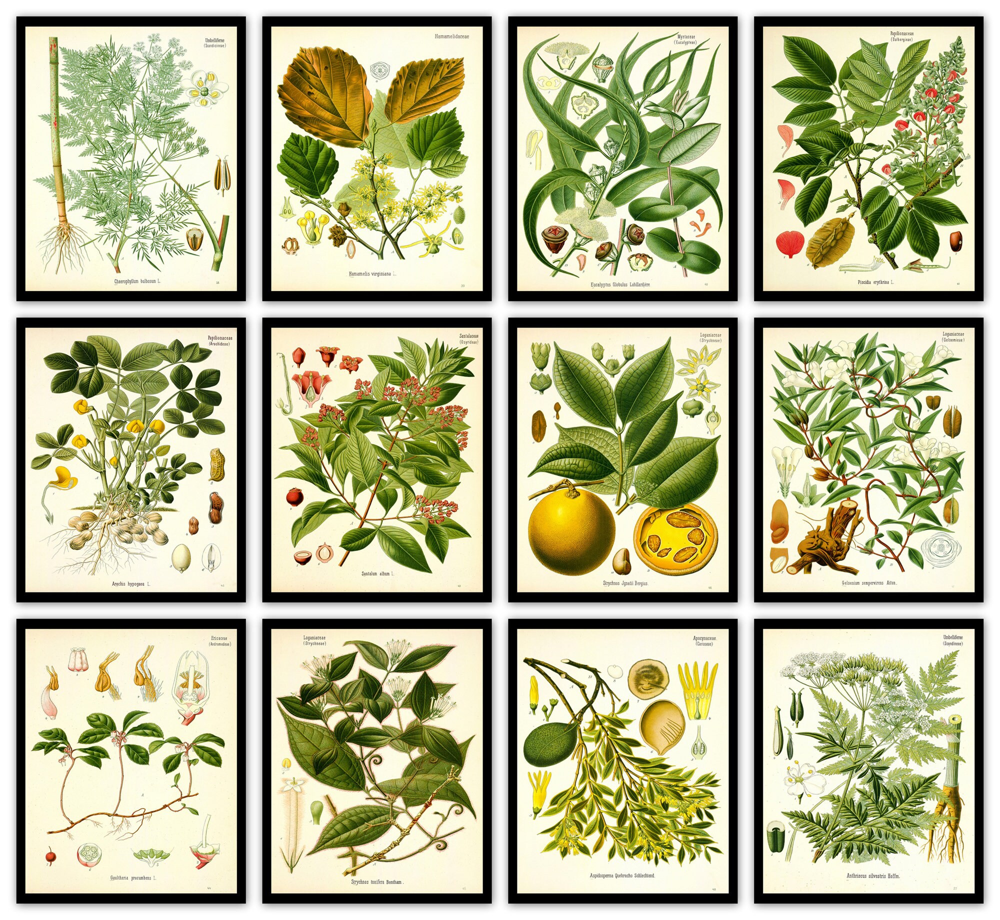 Wall Art Prints Printable Art Botanical Prints-medicinal Plant Print ...