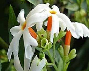 May include: A cluster of Nyctanthes arbor-tristis flowers featuring delicate white petals with a vibrant orange center and a tubular orange base. The blossoms are attached to green stems and surrounded by green leaves in a natural setting.