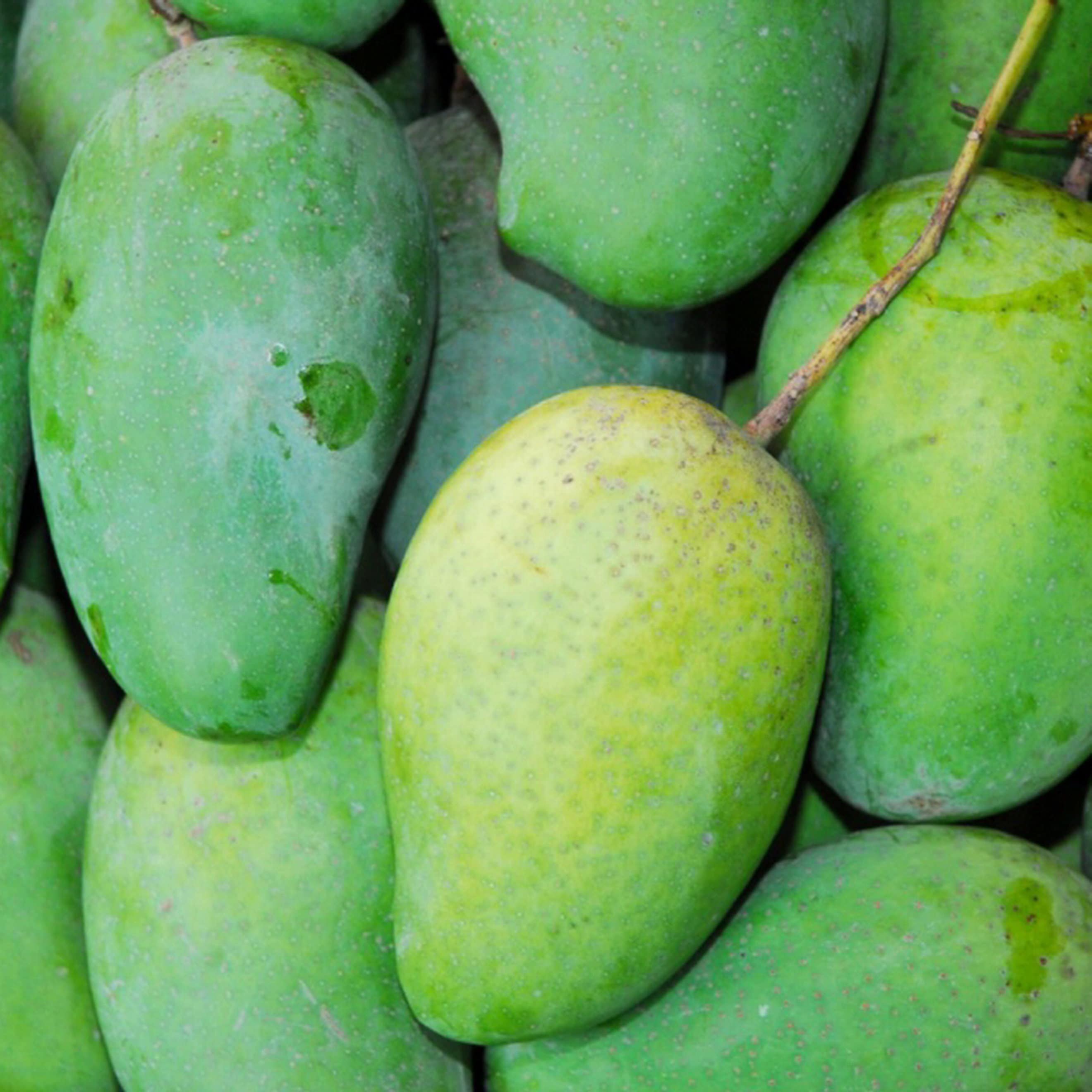 Choc Anon Choc Anan Thai Miracle Mango Tree | Etsy