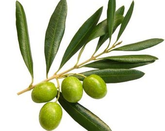 Arbequina Olive Tree- Our Best Selling Olive Tree