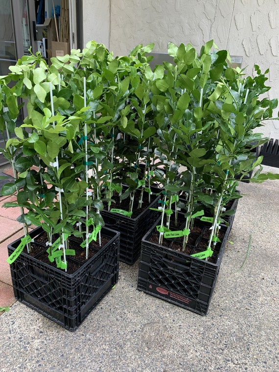 Kaffir Lime Tree Grafted Semi-dwarf Thai Kaffir Lime - Etsy