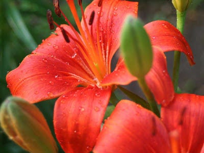 Asiatic Red Lilies 2 Live Plants Etsy