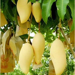 May include: Several smooth, pale yellow mangoes hang from the branches of a tree, surrounded by vibrant green leaves. Some of the fruit is partially enclosed in protective light brown paper bags, which are tied to the stems of the mangoes.
