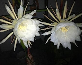 Night Blooming Cereus - Queen of the night