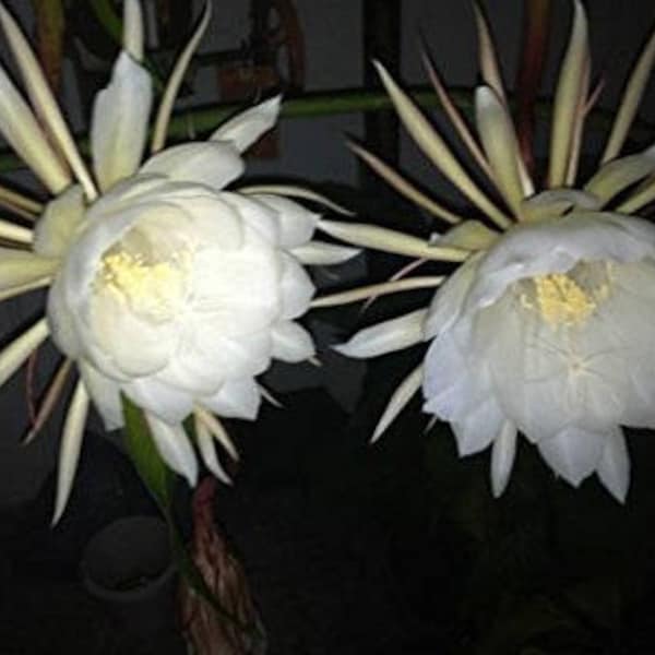 Night Blooming Cereus - Queen of the night