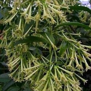 Night Blooming Jasmine Plant - Cestrum Nocturnum