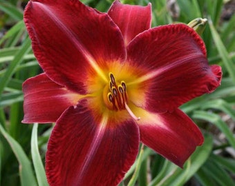 Day Lilies RED VOLUNTEER – Extra Large Live Plants