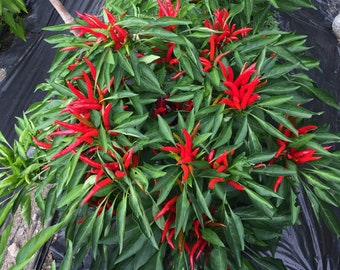 Thai Chili Pepper Plant:- Extremely Hot!