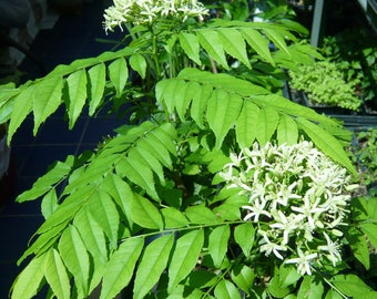 May include: Close-up of a curry leaf plant with bright green, pinnate leaves and clusters of small, white flowers. The plant is in full bloom, showcasing its vibrant foliage and delicate blossoms. The image highlights the plant's fresh, healthy appearance.