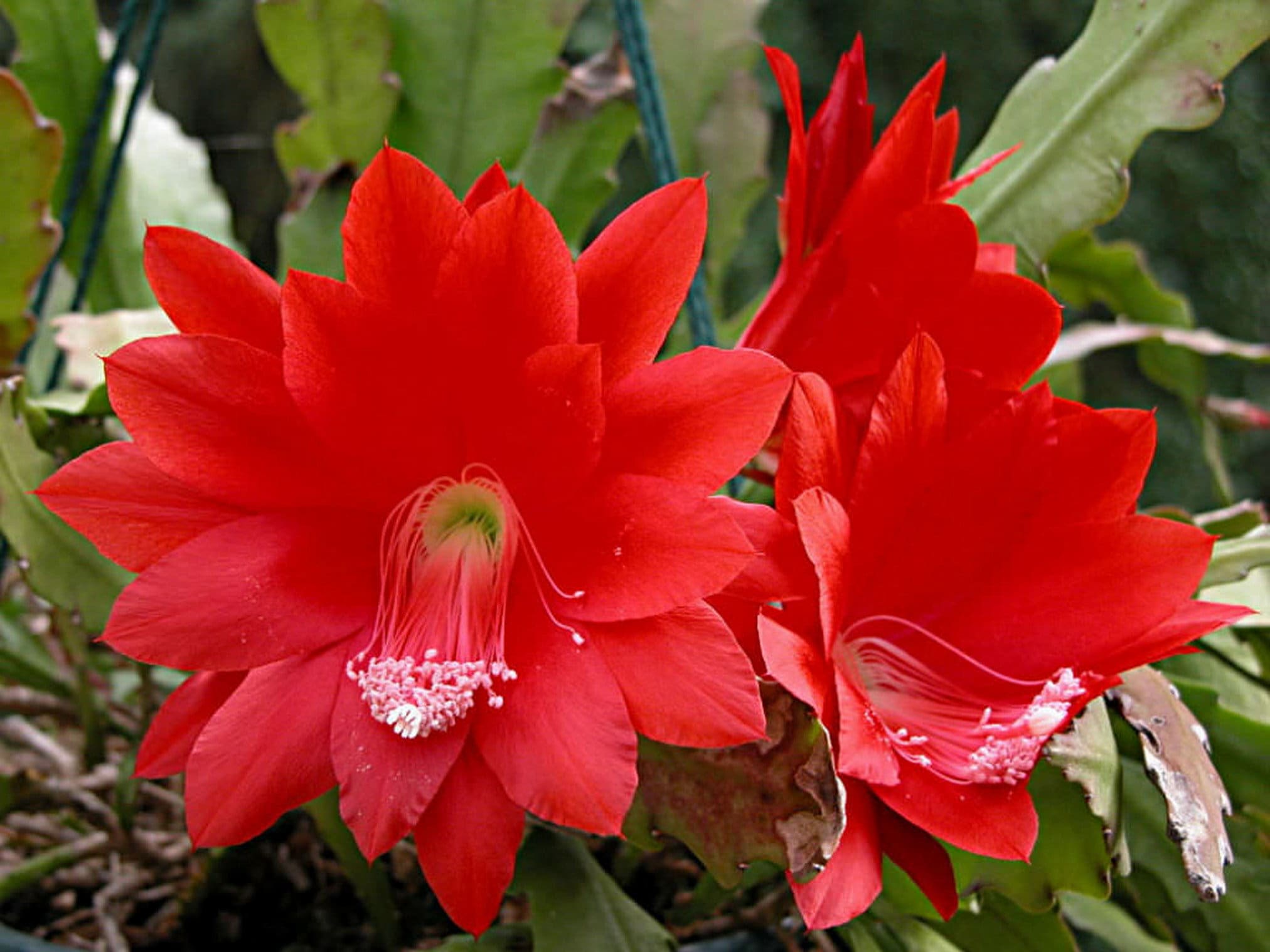 Cactus orquídea roja Disocactus Ackermannii - Etsy España