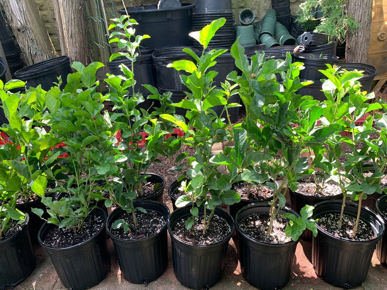 Jasmine Sambac grand Duke Supreme Rare Plant Etsy