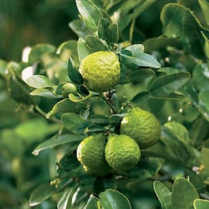 Kaffir Lime Tree: Thai Ma-Grood, Grafted, Fragrant Leaves
