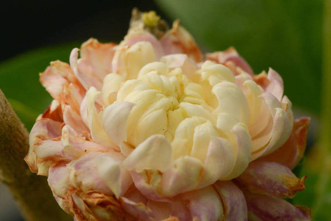 Jasmine Sambac grand Duke Supreme Rare Plant Etsy