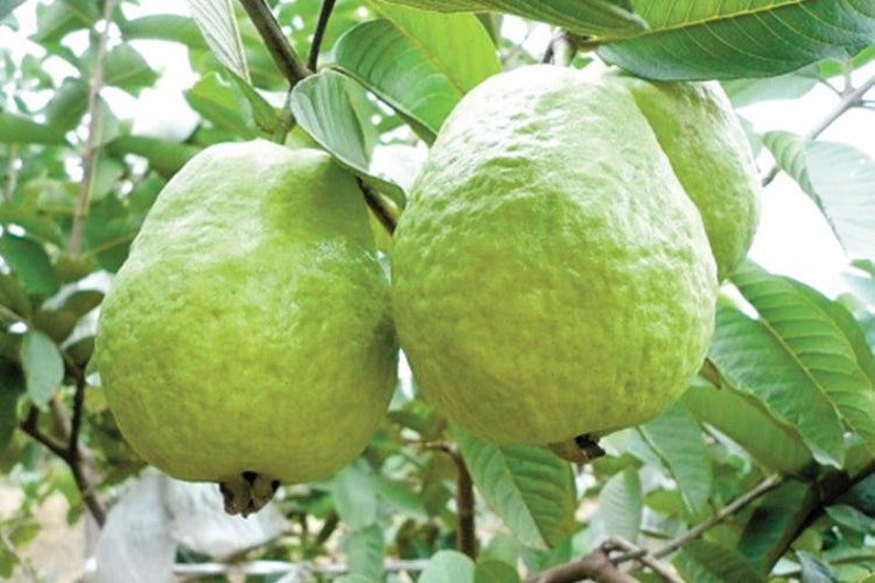 Thai/chinese White Guava Tree - Etsy