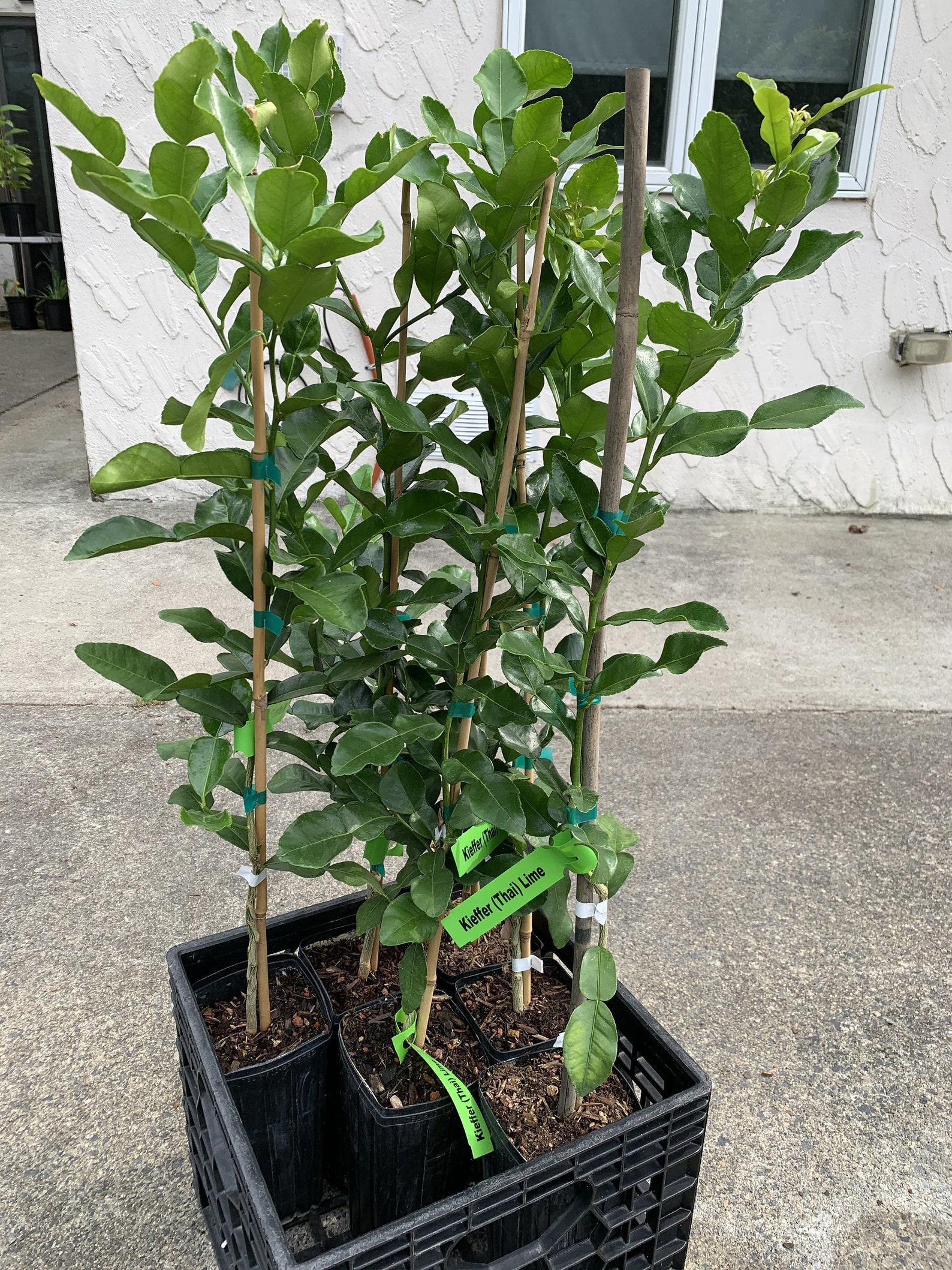 Kaffir Lime Tree Grafted Semidwarf Thai Kaffir Lime Etsy Australia
