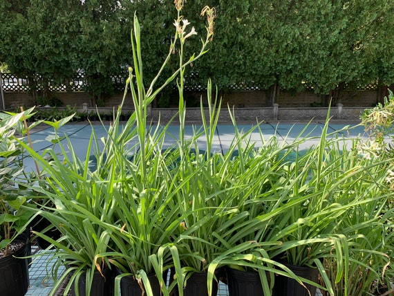 Tuberose (agave Amica) Plant - Etsy