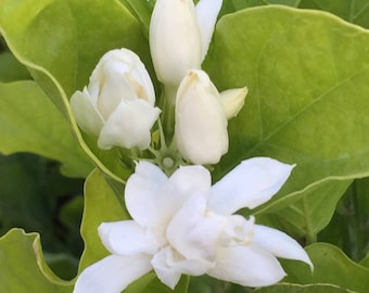 Jasmine Sambac "Belle of India" - Very Large plant