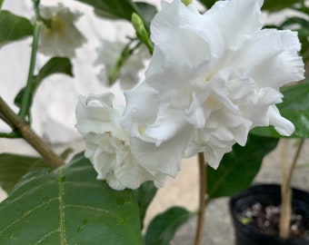 Crape Jasmine (Thai Pud)- Tabernaemontana divaricata ‘Flore Pleno’