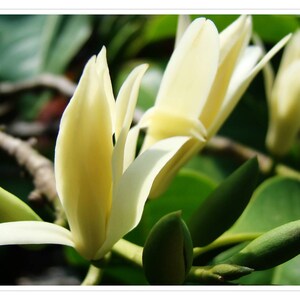 Michelia Alba Flower Tree (Grafted)- &quot;Joy&quot; Perfume Flowers (White)