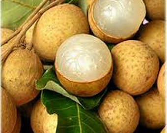 Kohala Longan Fruit Tree (Euphoria longana) -Thai Favorite Fruit