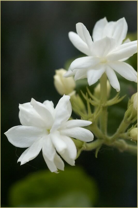 Jasmine SambacMysore Mulli Rare Plant Etsy