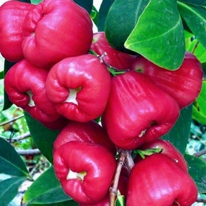 May include: A cluster of vibrant red rose apples, also known as wax apples, with a glossy sheen. The fruits are clustered on a branch with green leaves, showcasing their unique bell-like shape and white interiors.