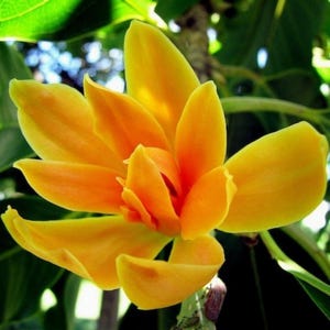 Michellia Champaca Flower Tree - Large Plant "Joy" Perfume Flowers