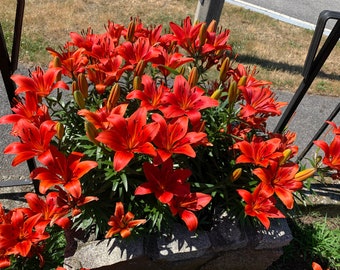 Asiatic Red Lilies - 2 Live Plants - Etsy