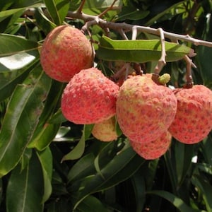 Lychee - Emperor