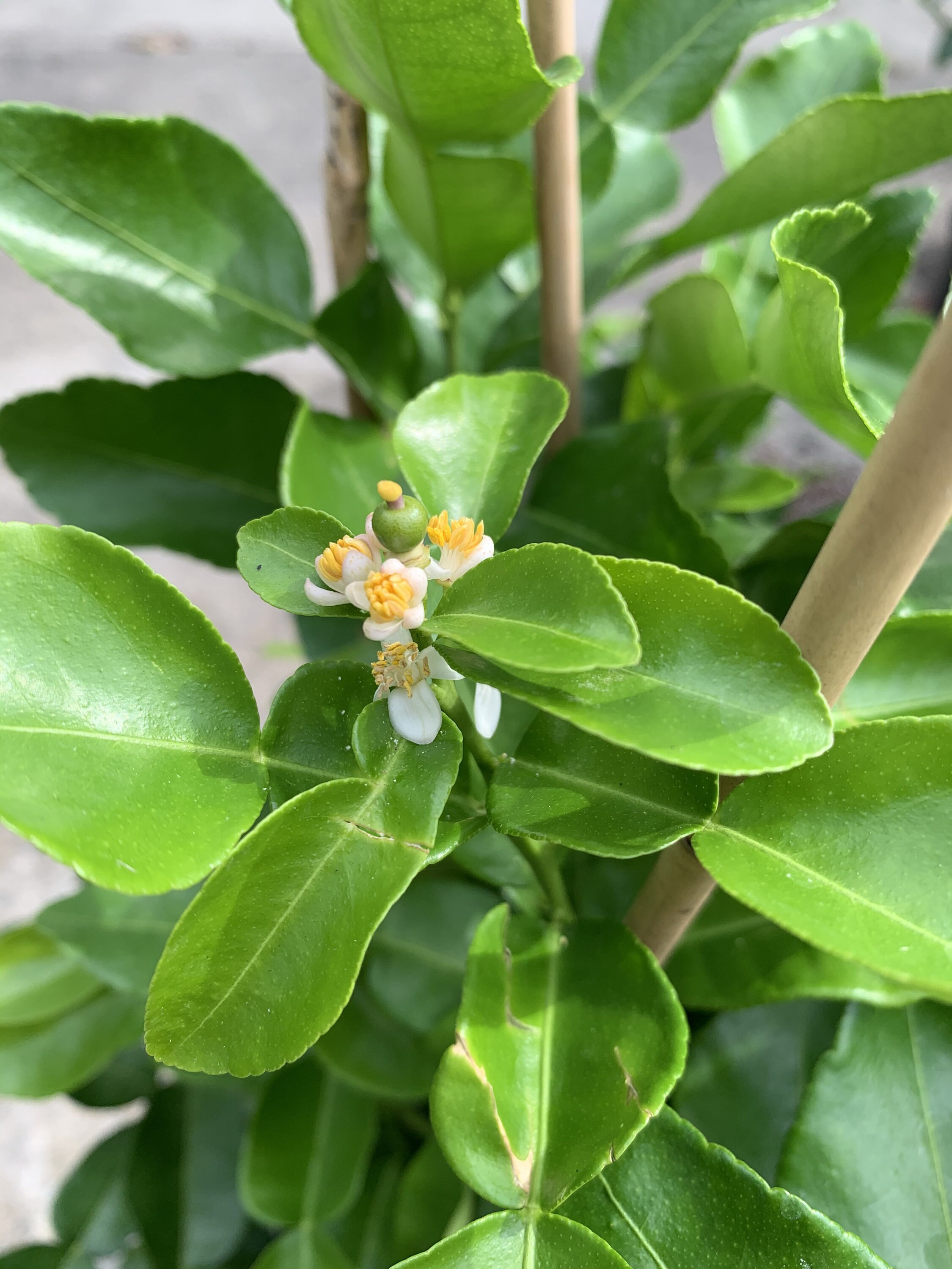 10 THAI KAFFIR LIME SEEDS, Fragrant & Organic Source of