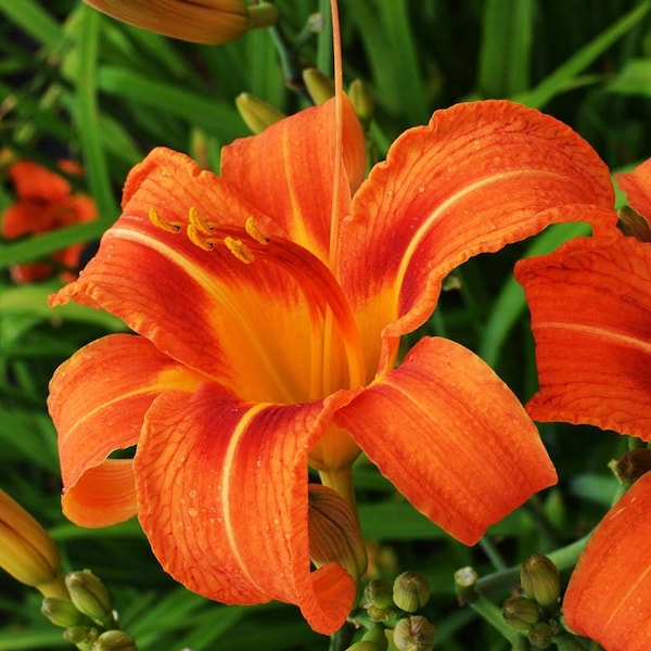 Orange- Hemerocallis fulva – Tawny Daylily - 2 Live Plants