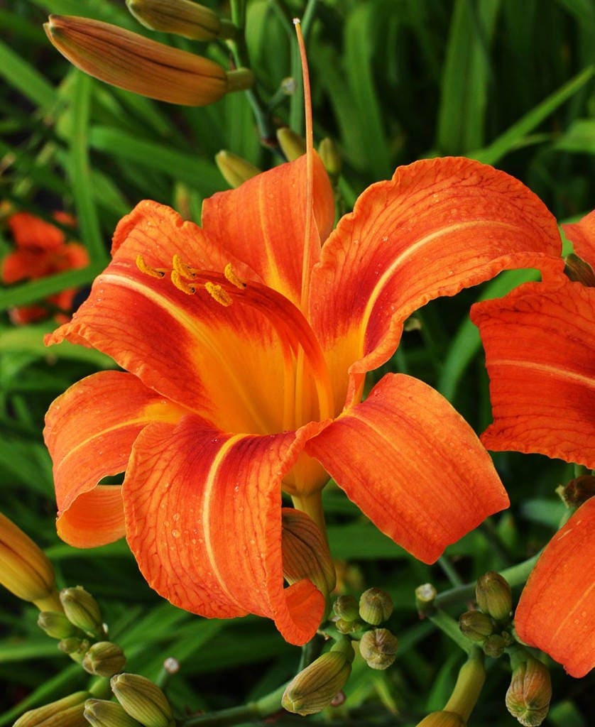Orange daylily sale