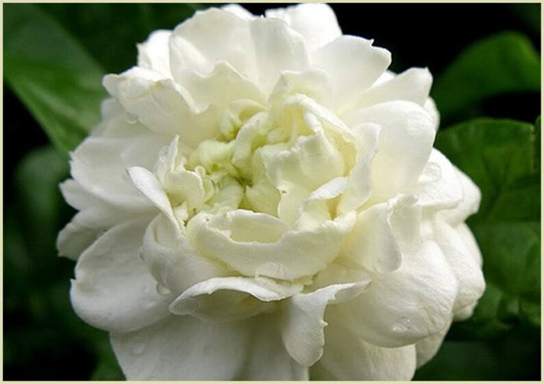 1 LIVE PLANT 4/" POT JASMINE GRAND DUKE OF TUSCANY