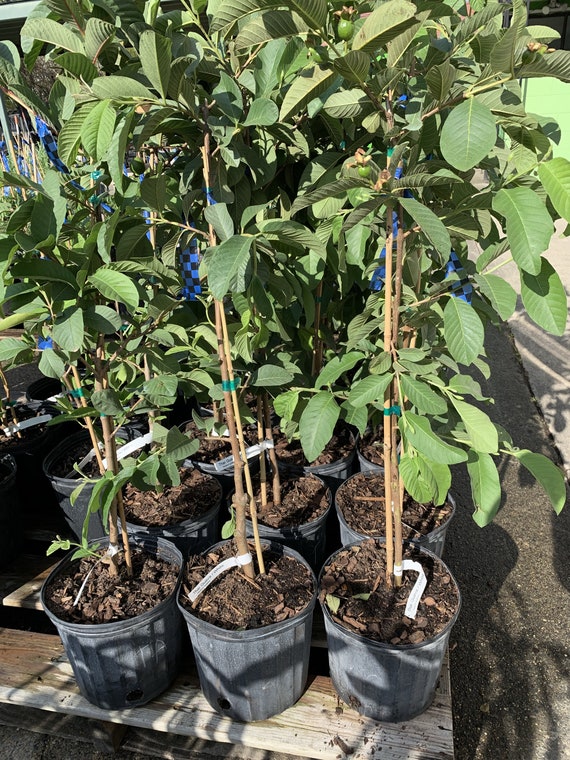 White Guava Tree
