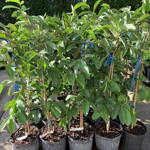 Thai/chinese White Guava Tree - Etsy